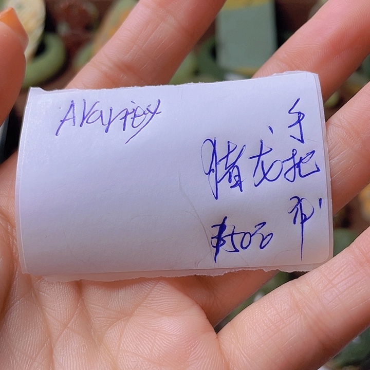 未镶嵌岫岩河磨玉（透闪石质玉）把件A****张