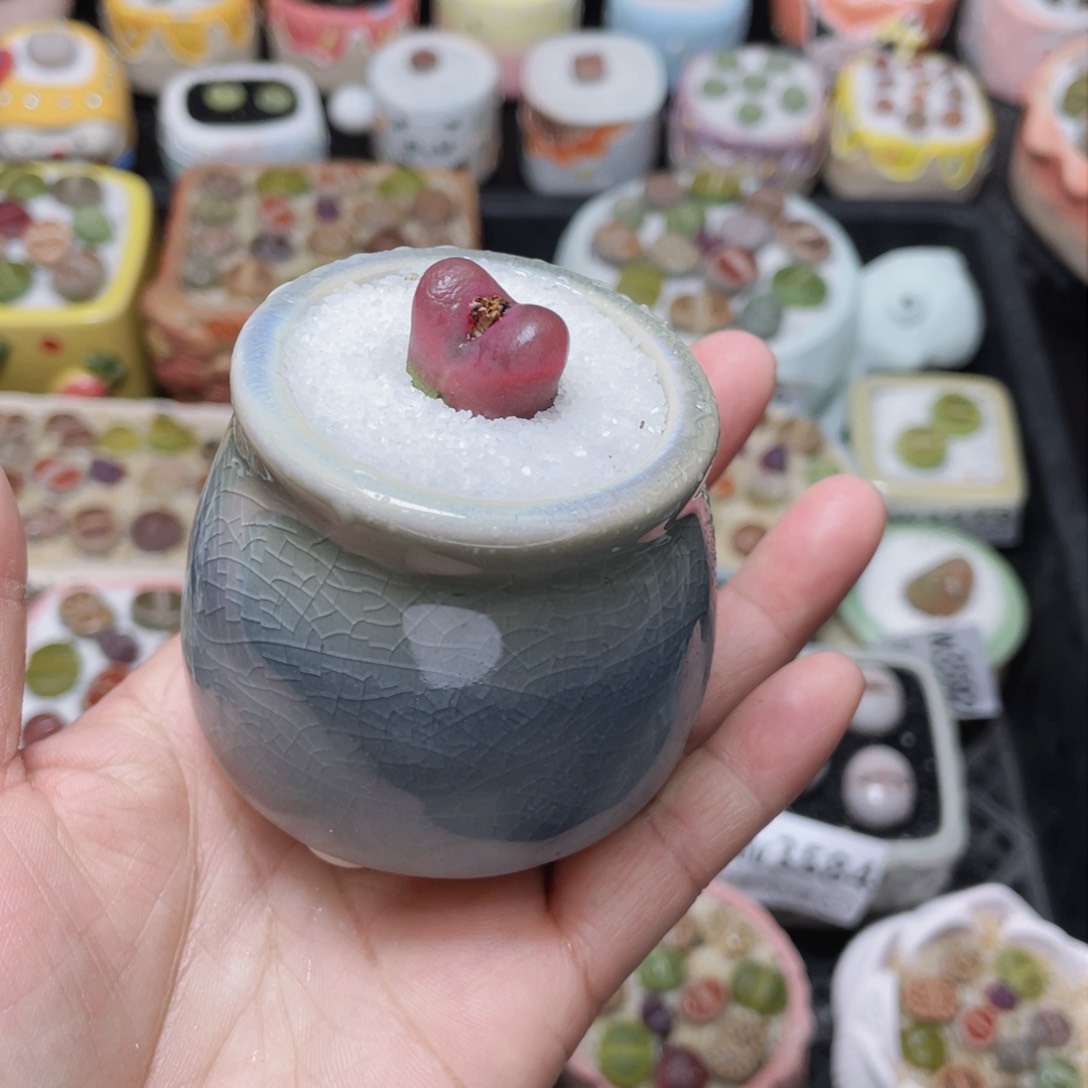 w3595 -零下地区拍保温箱-15支持寄养