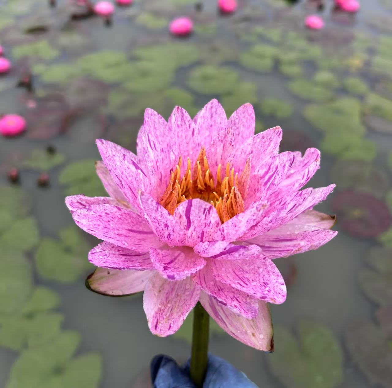 【北极星】带花苞耐寒睡莲花苗水培花卉庭院阳台种植好养植物