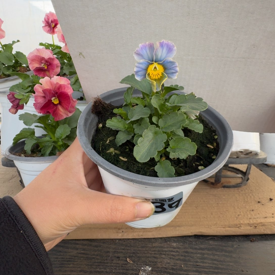 全部花朵639号角堇