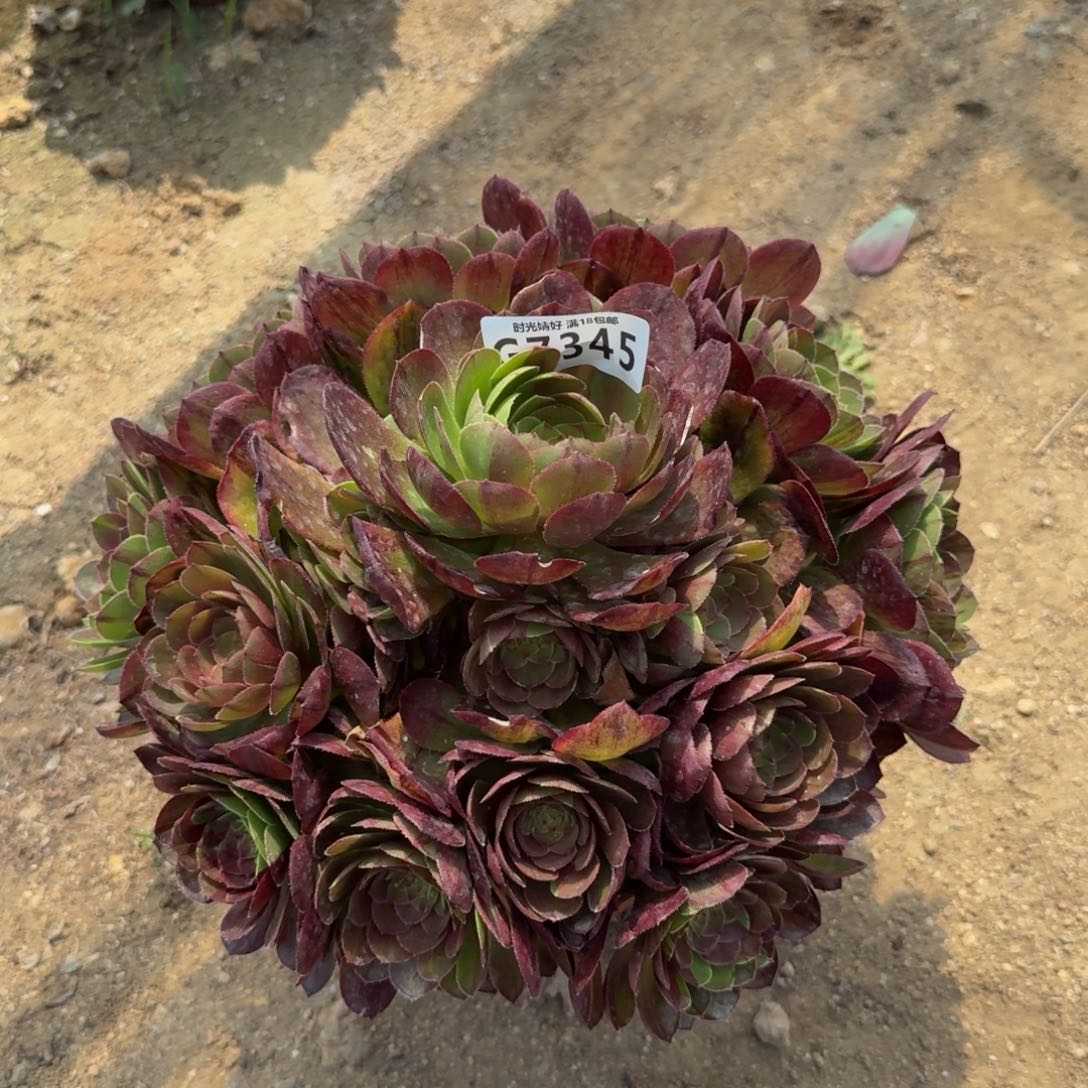 7345花月夜多肉植物