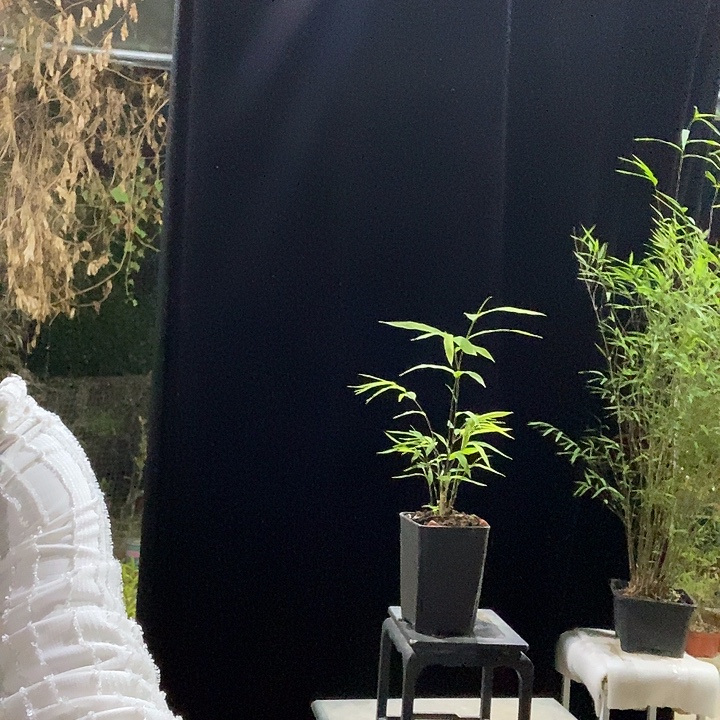 完全开放内门竹内门竹内门竹