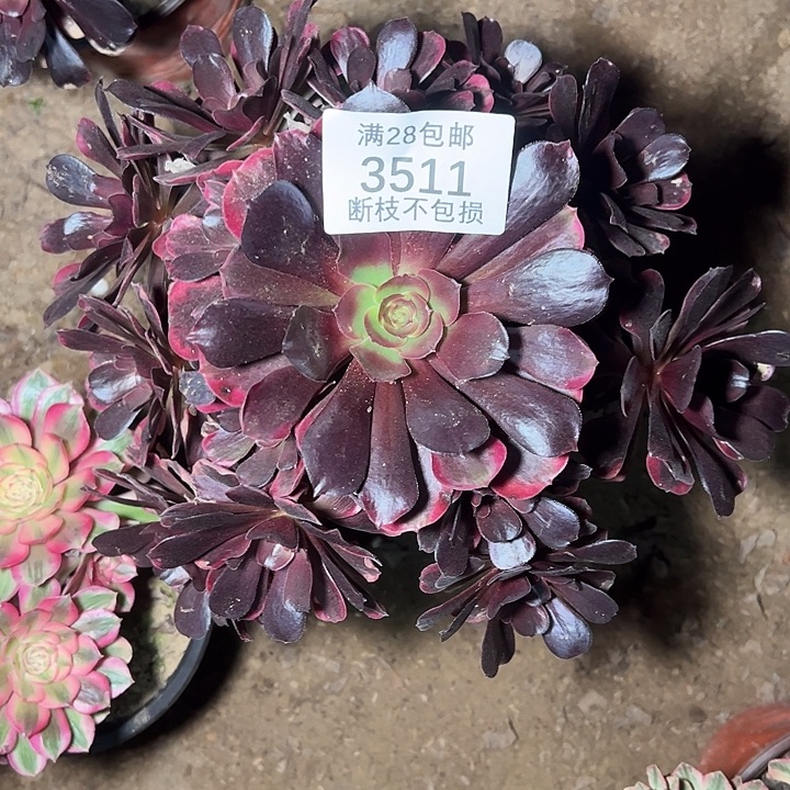 3511爱神多肉植物