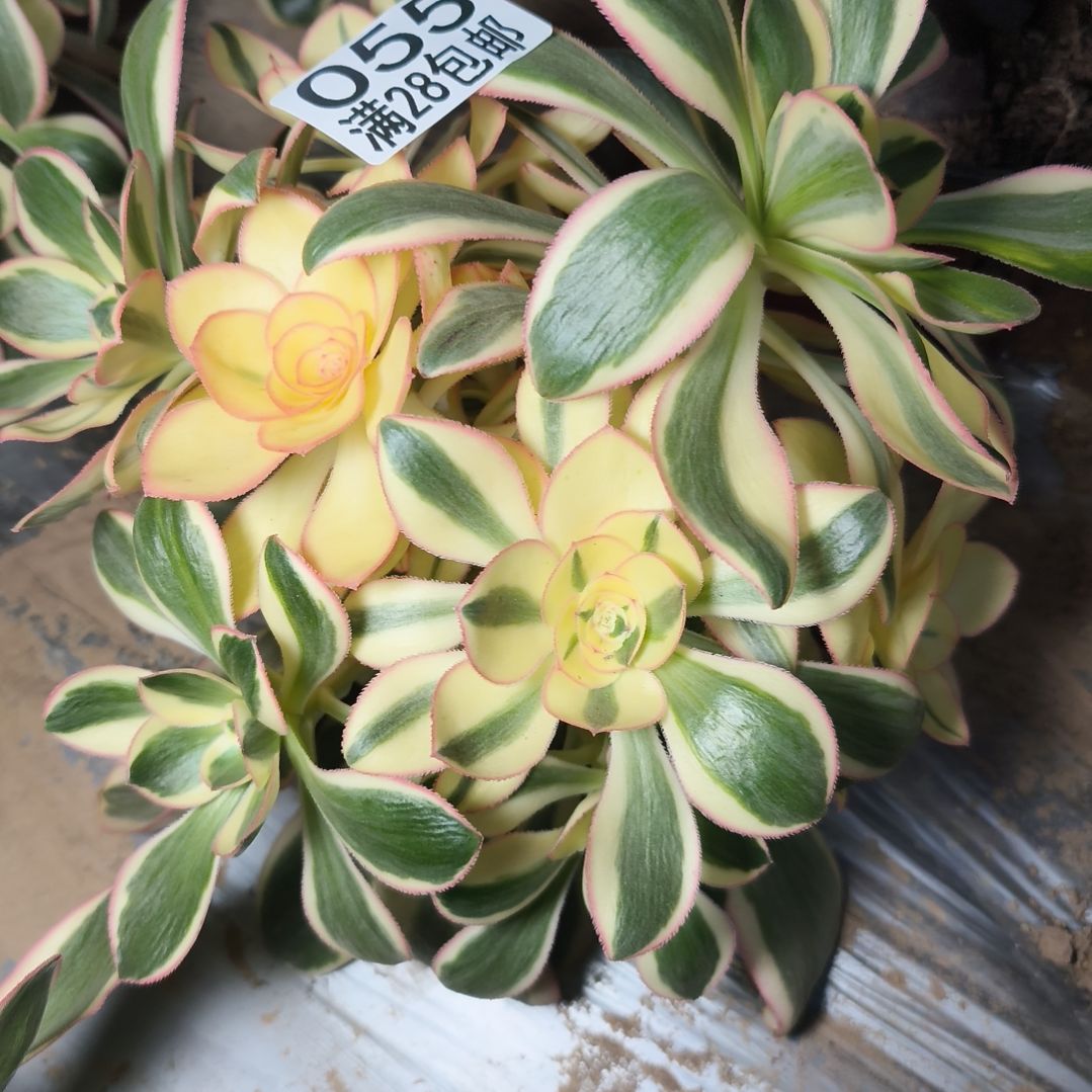 燕姿丛林多肉植物7*055