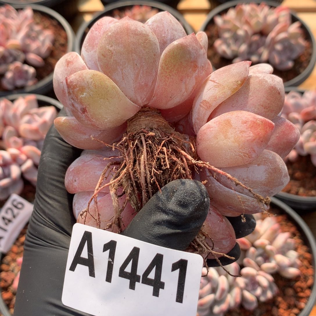 A1441 橙梦露老桩清仓 粗腿清仓