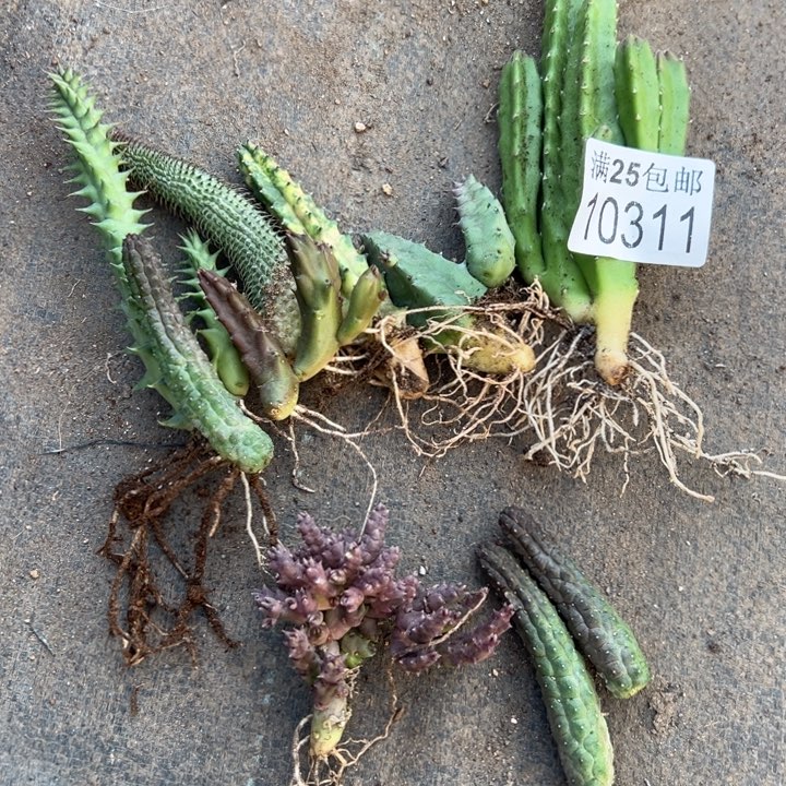 7种龙角311，一物一拍