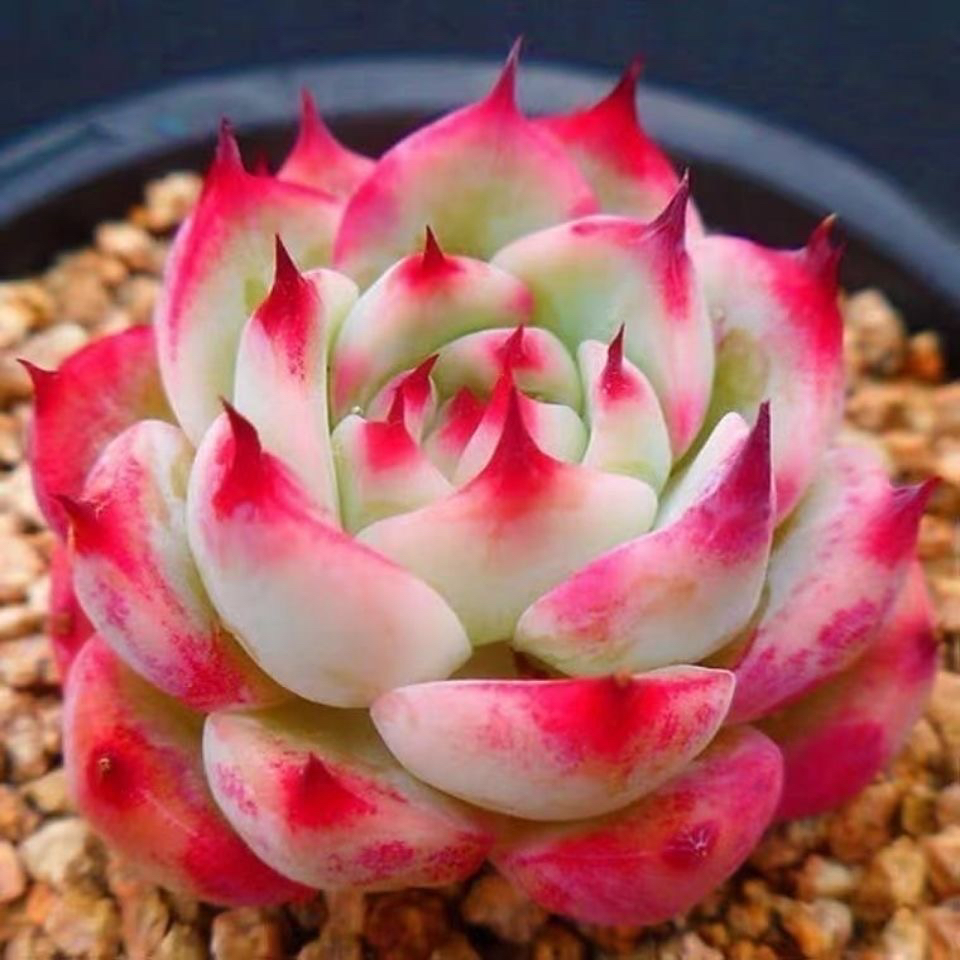 水蜜桃莲花吉娃娃多肉植物大棵盆栽阳台露天新手懒人好养易活多肉