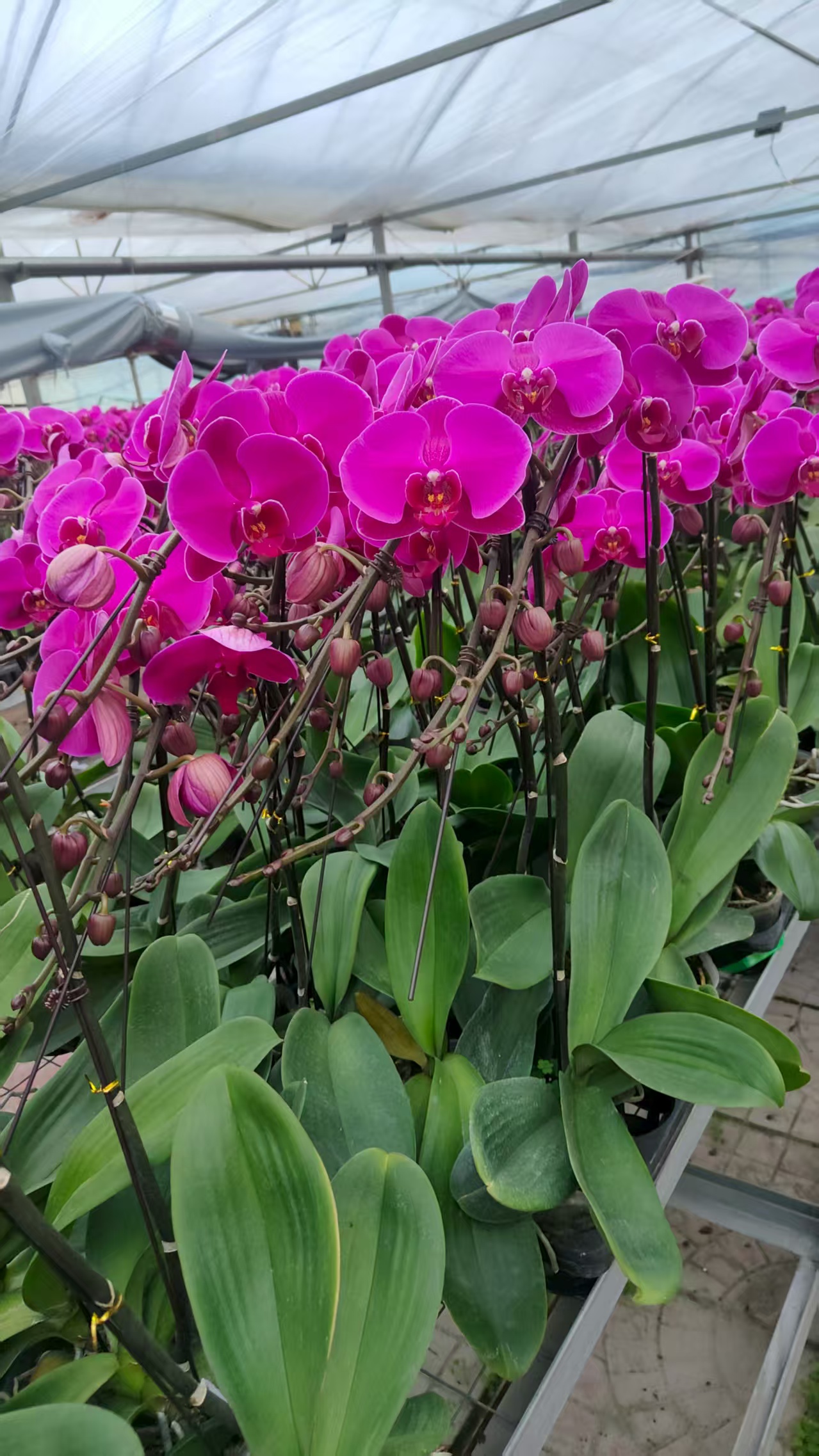蝴蝶兰  一物一拍  专属链接