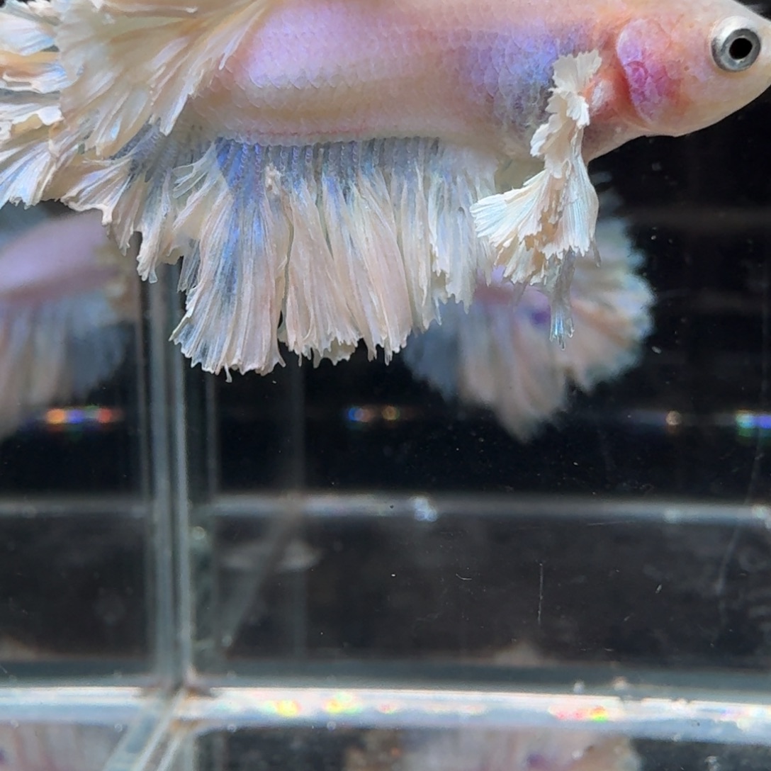 海水鱼4号拍品印尼斗鱼