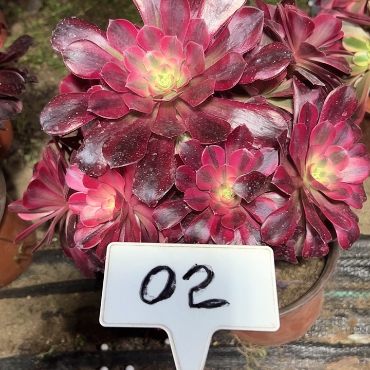 多肉植物美杜莎法师