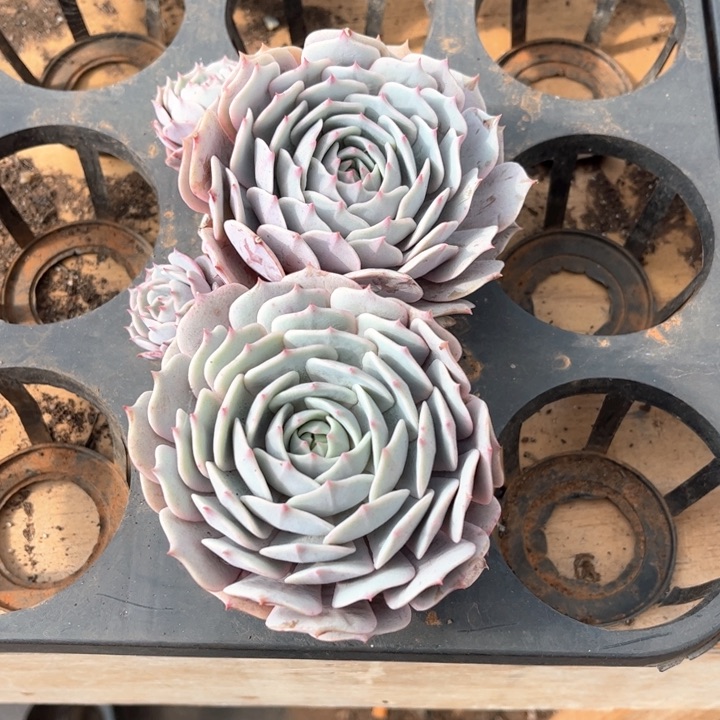 荷****露娜莲两颗定向一起