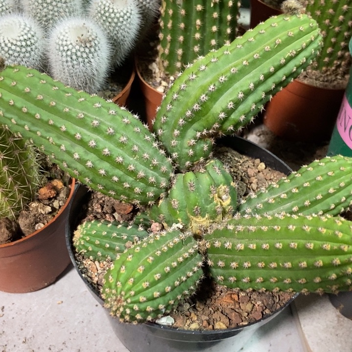 遥***空仙人球金四一物一拍