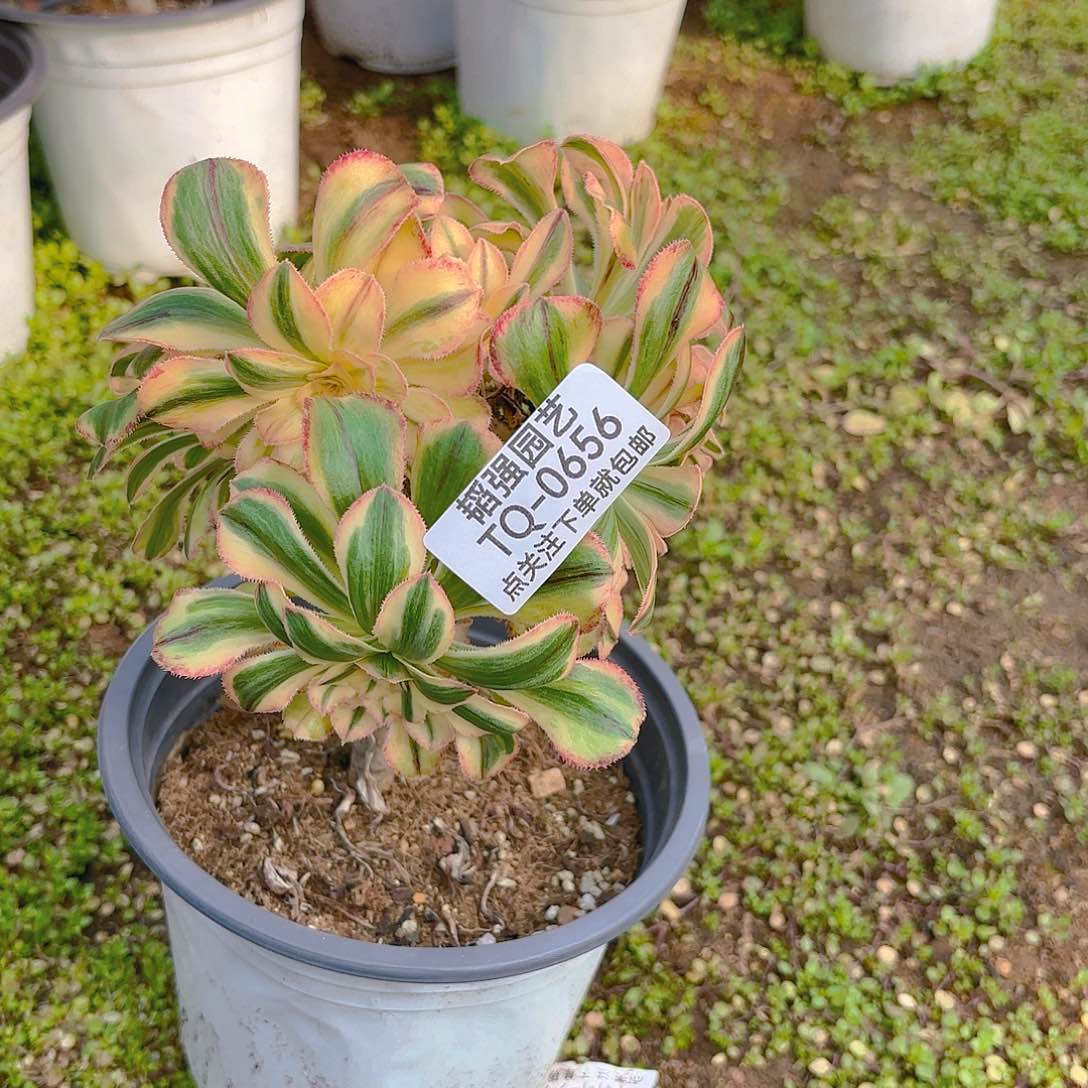 拉丝锦锦砍头群多肉植物656