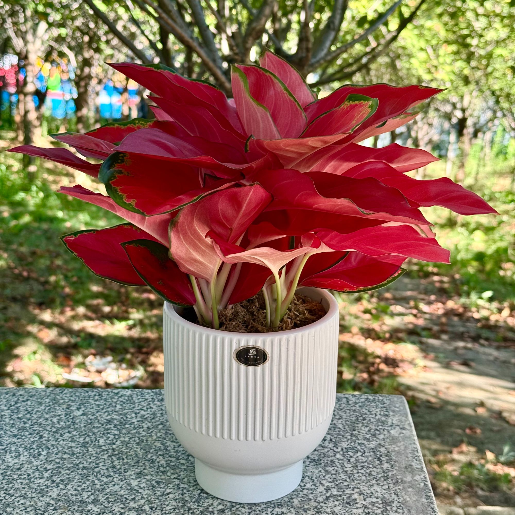 【花未眠】中国红红火火室内客厅办公室绿植盆栽鲜活观叶好养耐寒