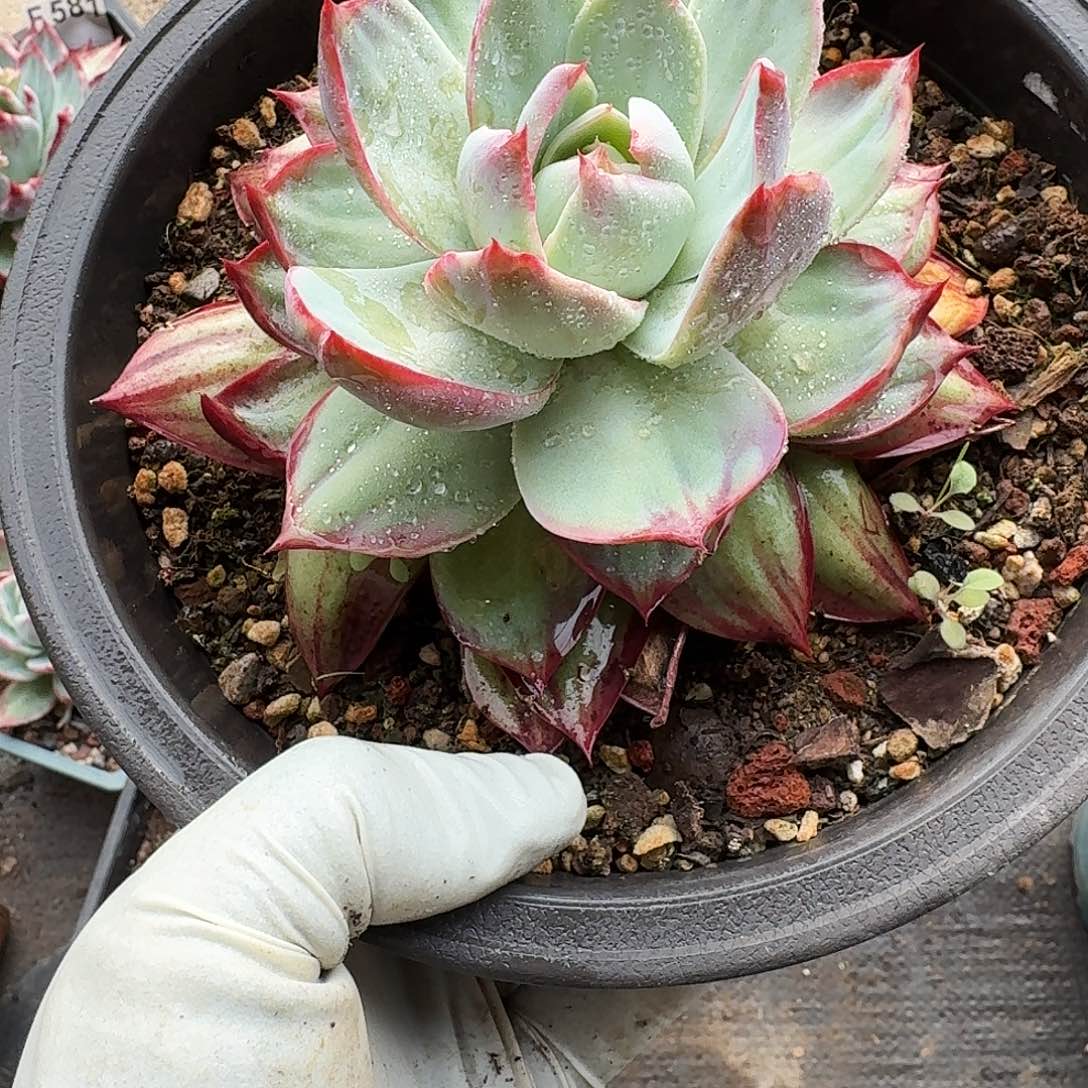 惊鸿惊鸿惊鸿 588..........