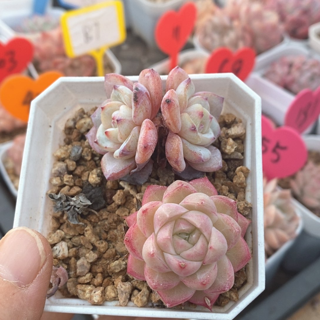 精品多肉一物一拍不包整87