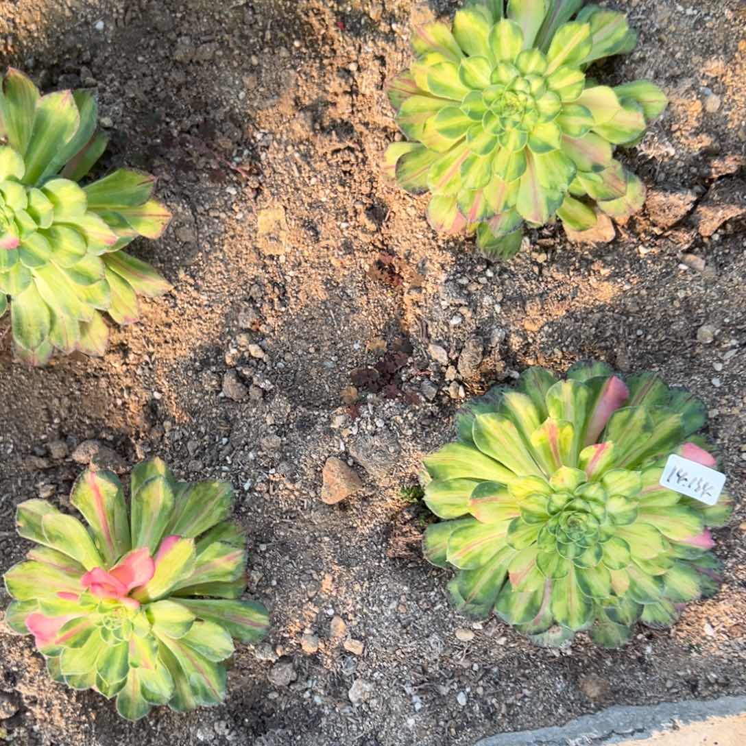 134知否多肉多肉植物山东