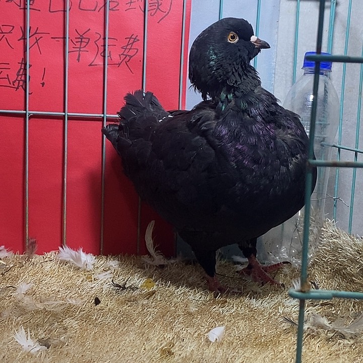 3中国大陆散装黑左腿不协调