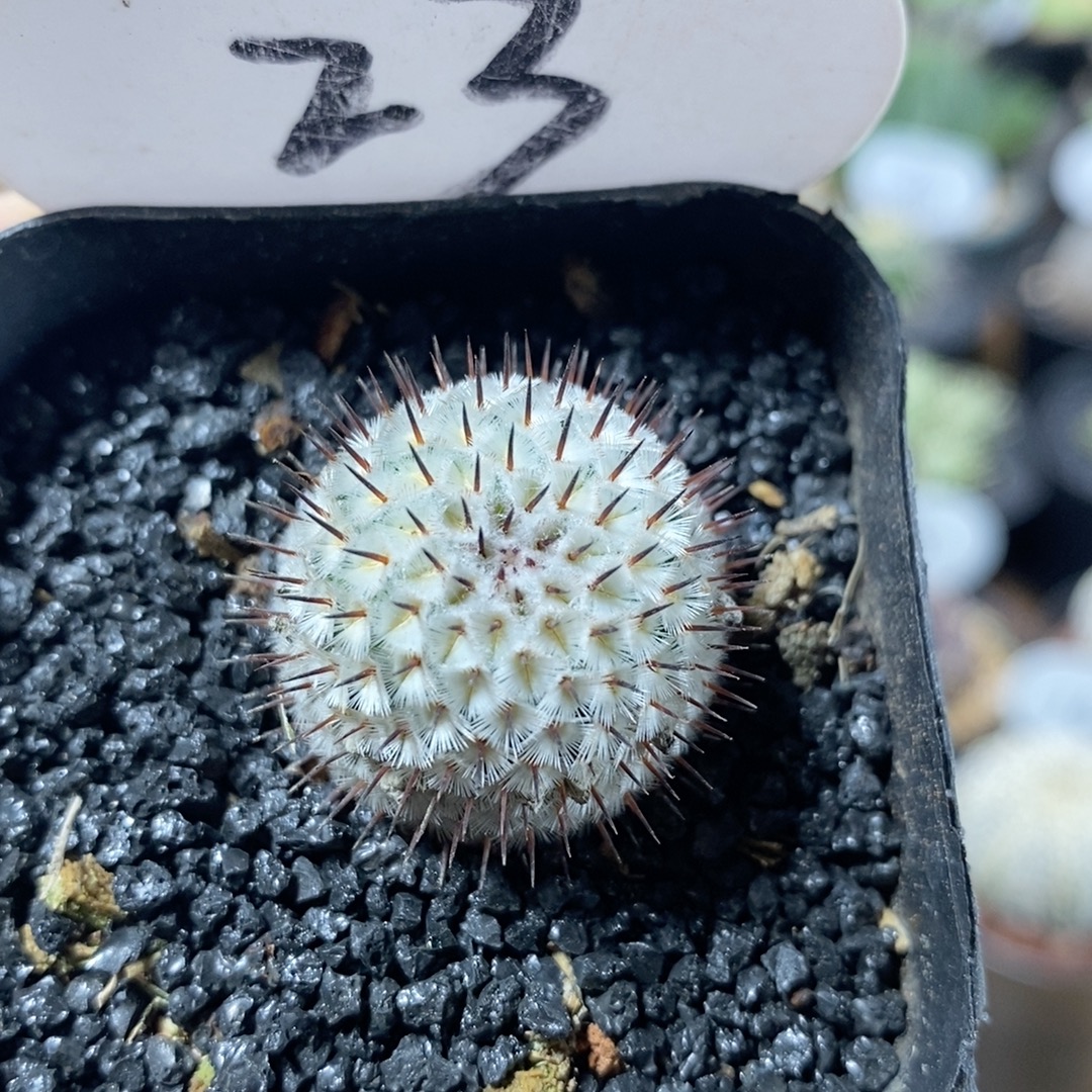 23号直刺佩雷2.5cm