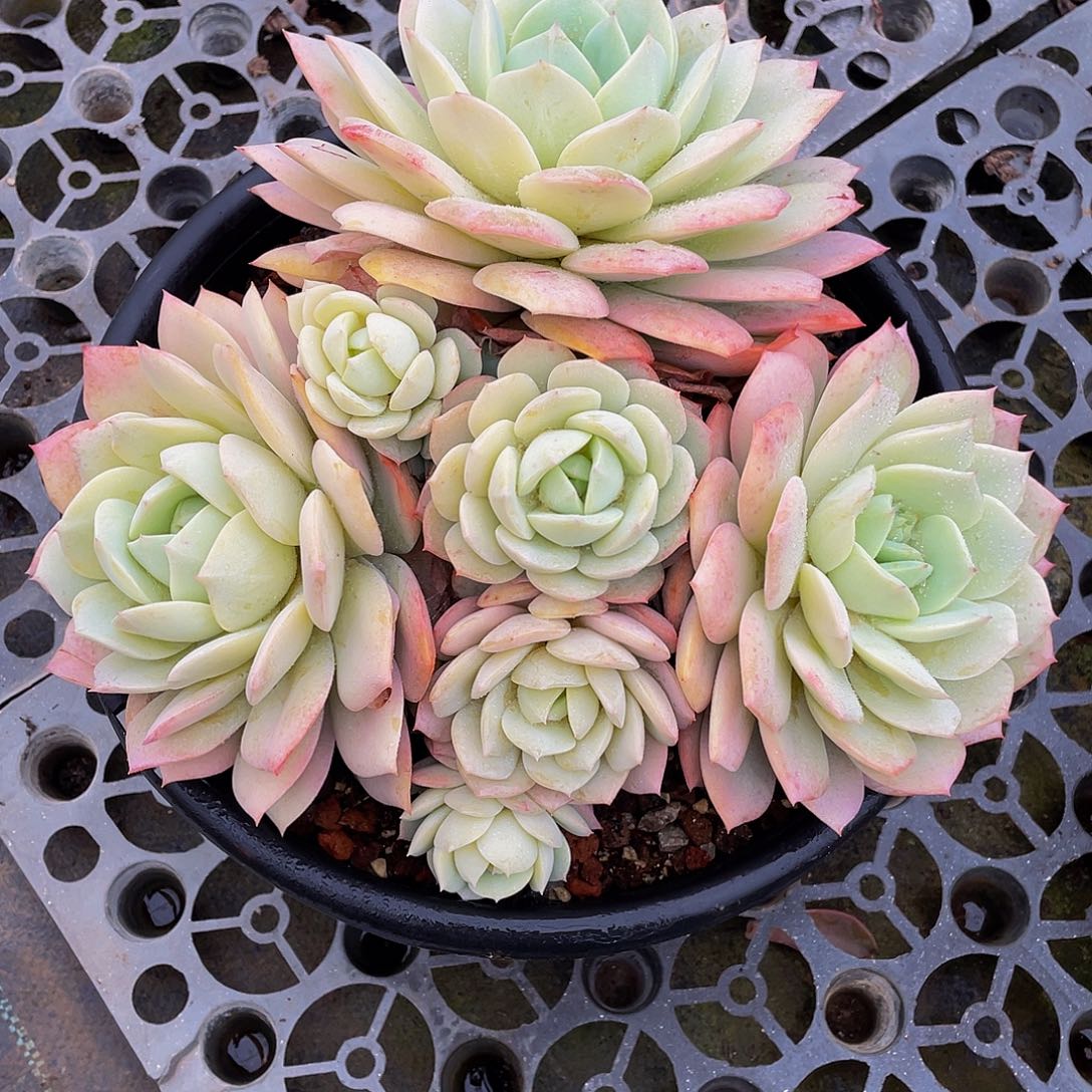 念曲多肉植物大群2003