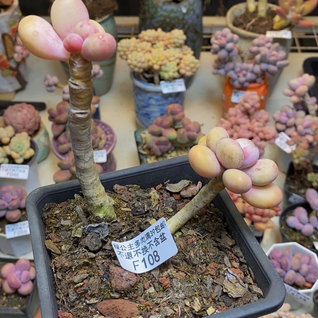 108蛋黄奶多肉7c m