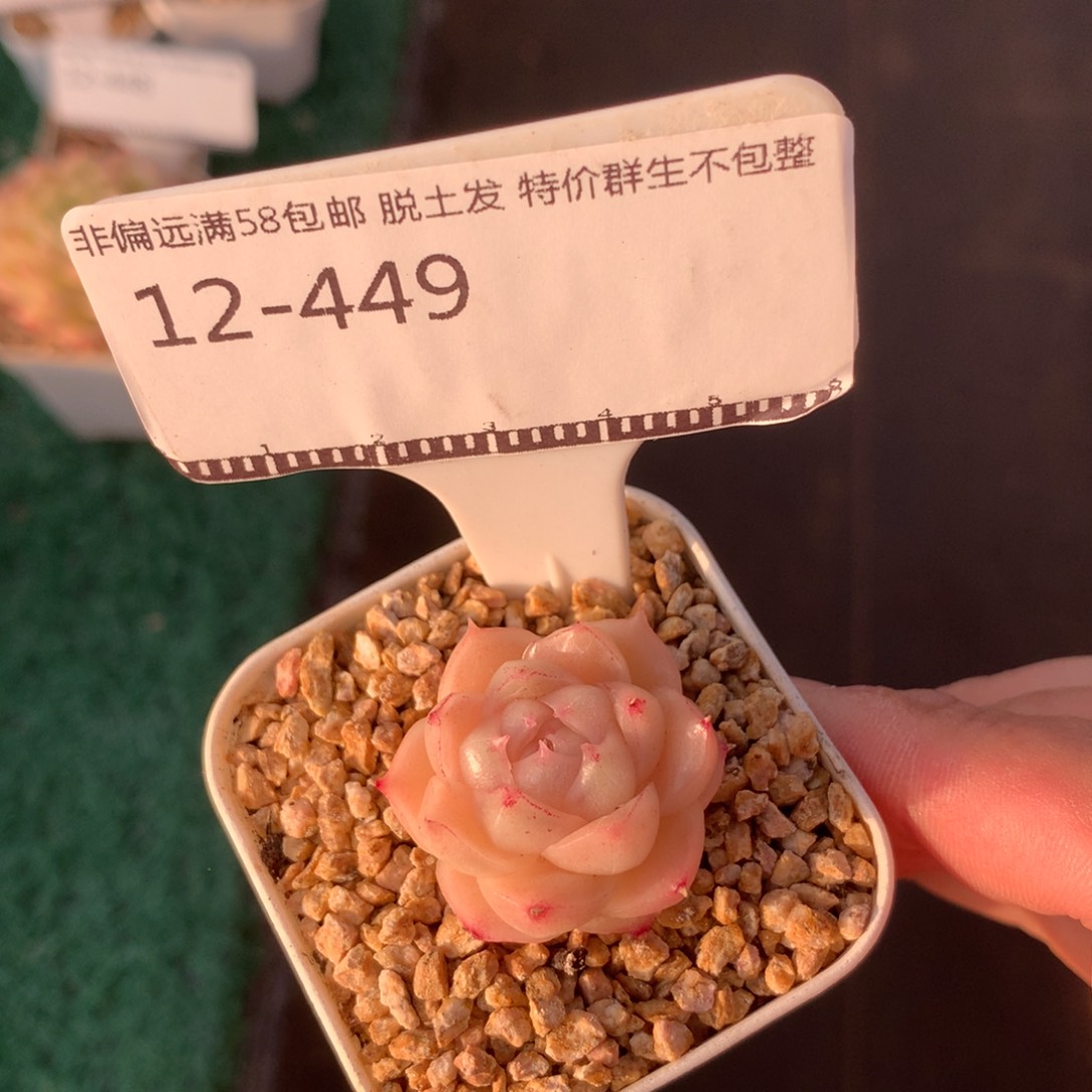 麦秆优选超级福利58包邮