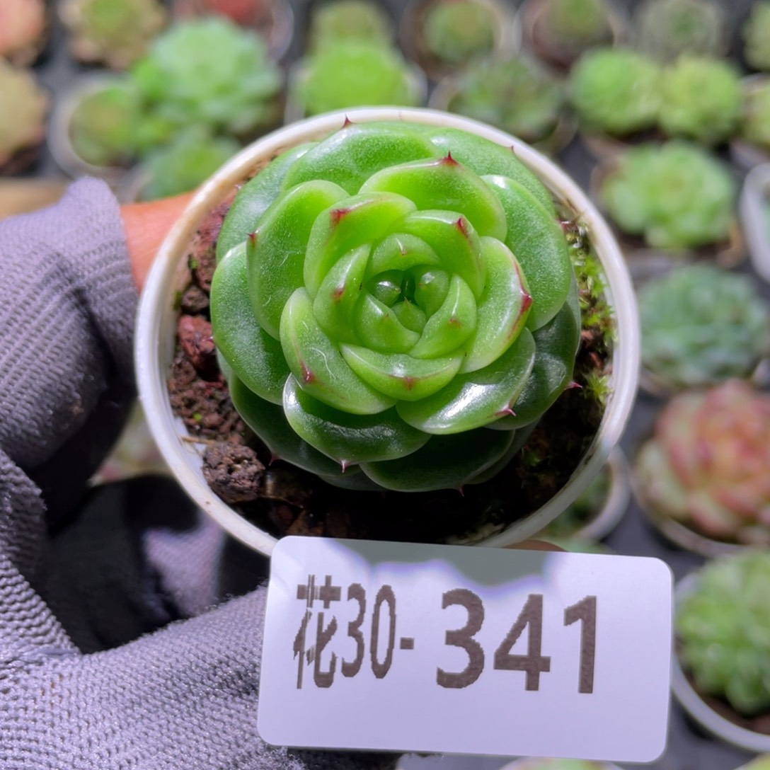 花利美30-341珍妮