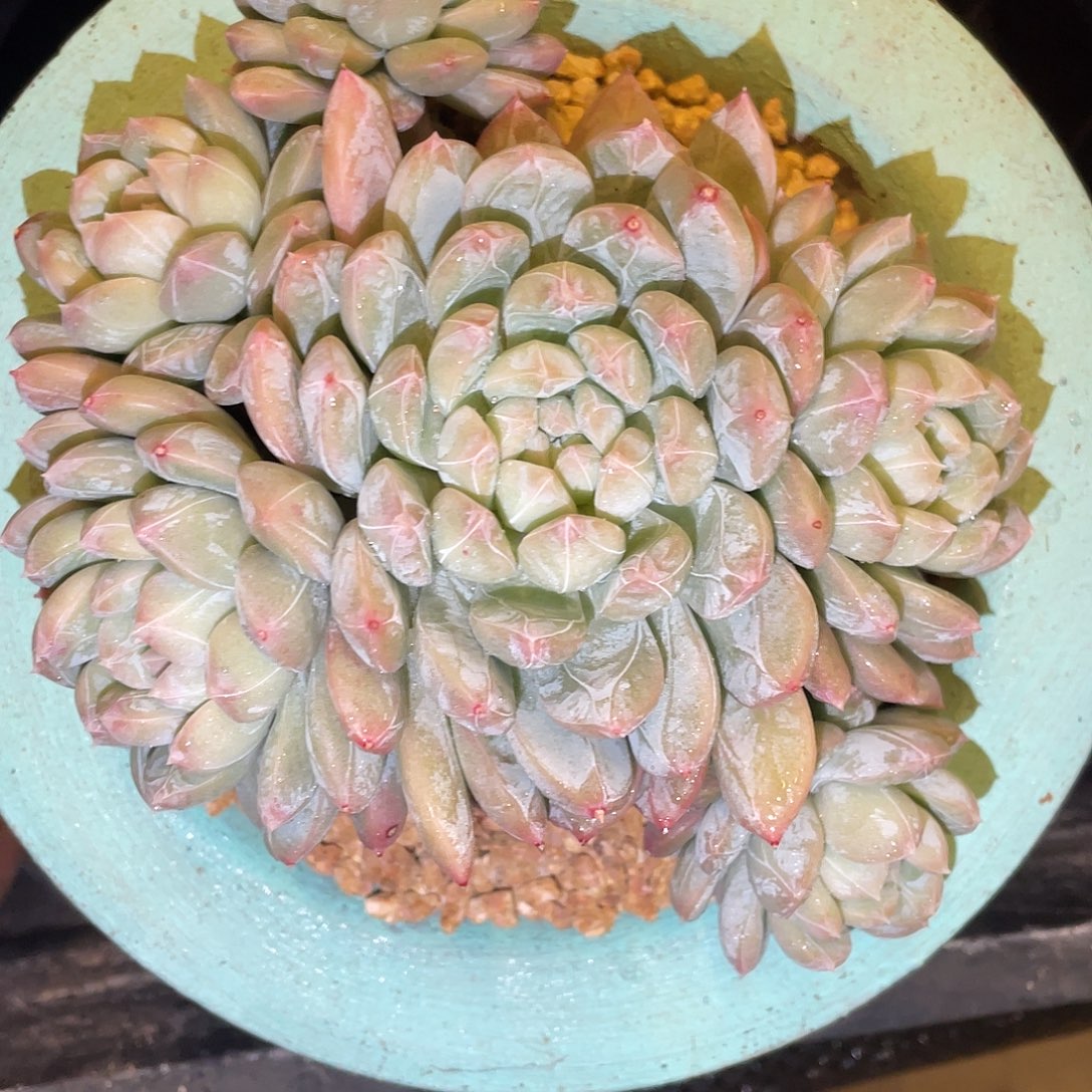 多肉植物一物一拍