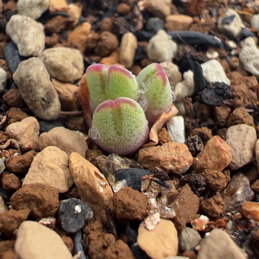 0551多肉植物百科