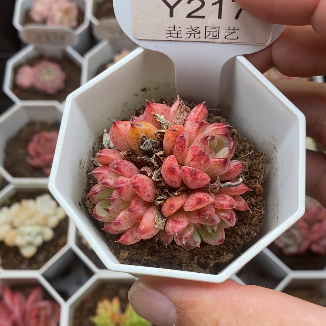 0217 沙罗姬杂 4.5cm 