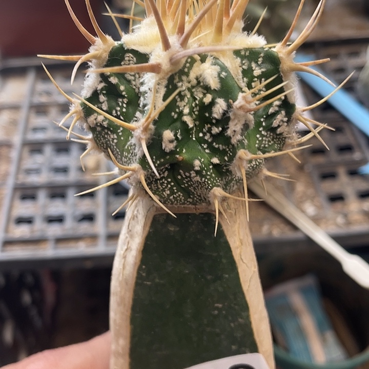 仙人球斑诺033号球