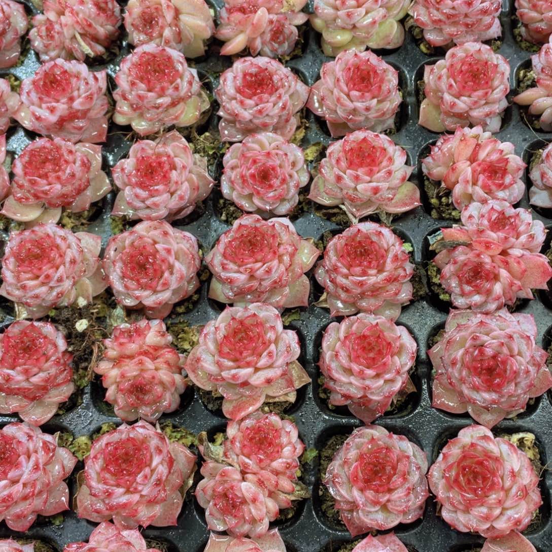 量拍72号 糖心天鹅绒单头双头混发7个