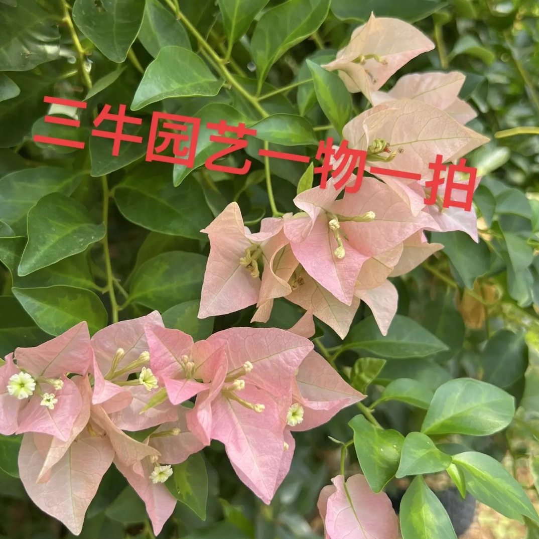 三角梅盲盒盆苗树桩实物一物一拍链接（运输掉花掉叶断枝正常）