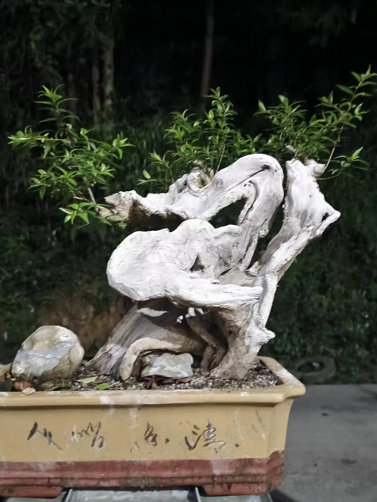 水杨梅盆景室内外绿植观赏植物，一物一拍，直播专用