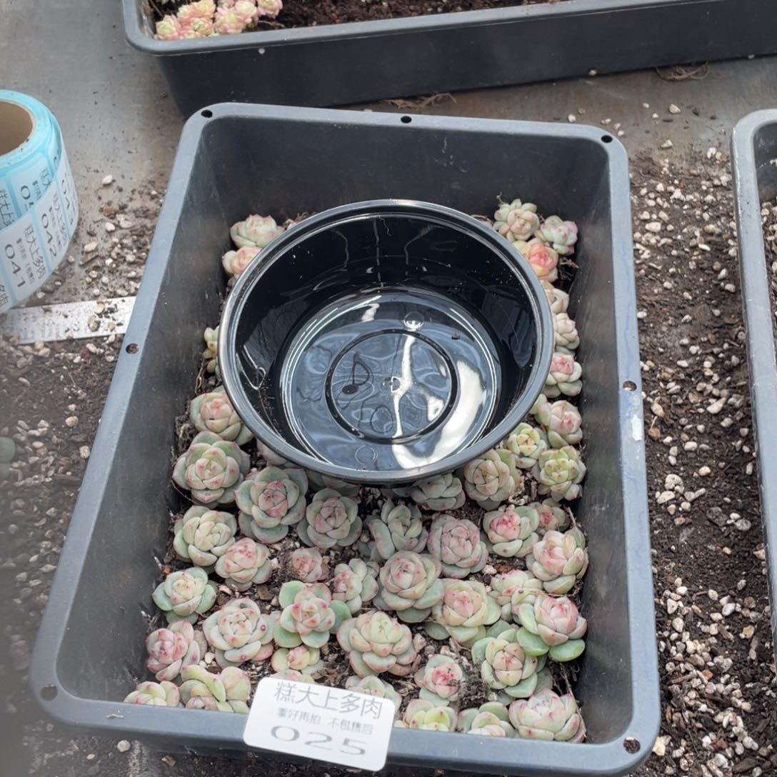 麦***麦糕大上多肉植物025