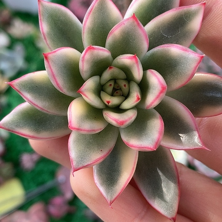 艾伯尼女神锦一物一拍，