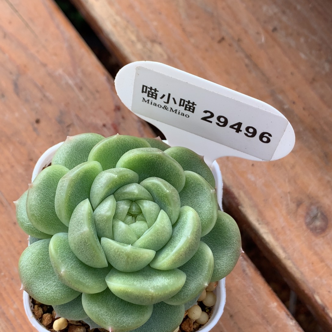 蓝***栀多肉植物杂交珍妮