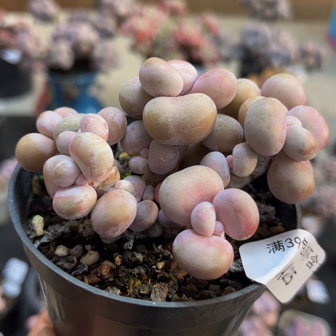 225/6cm腰子桃蛋多肉植物