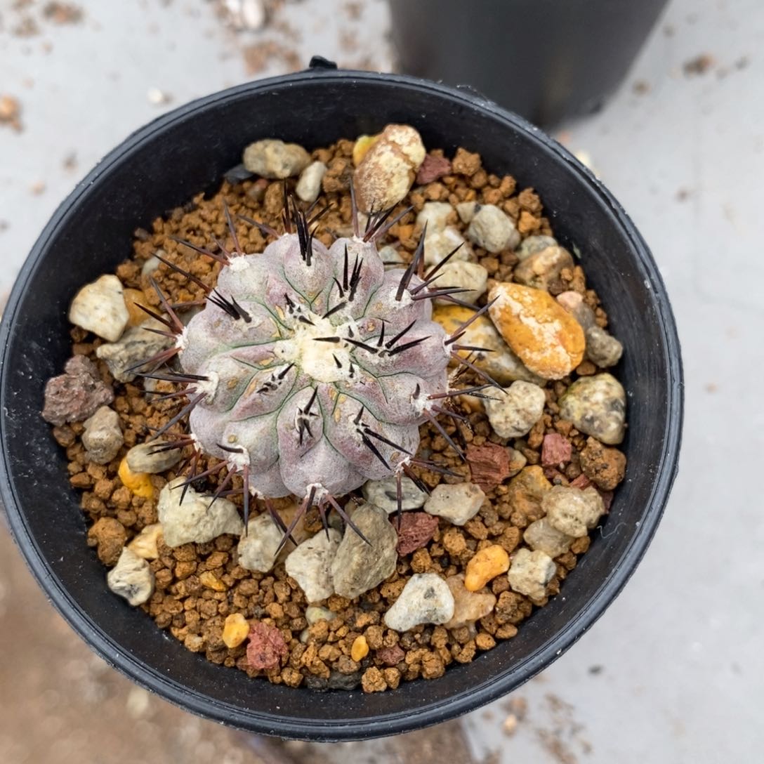 里****）龙爪球侧牙自根仙人球