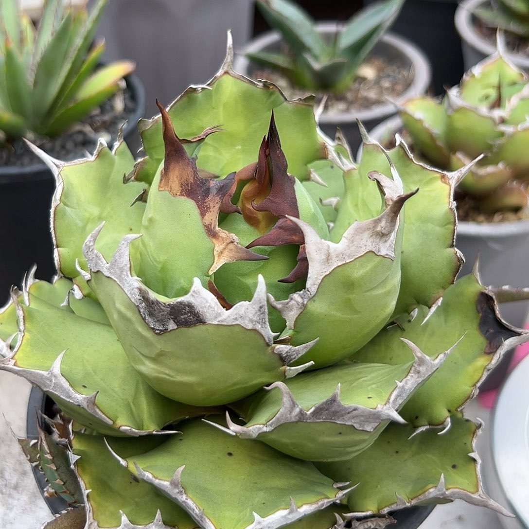 姬仁一物一拍偏远不包邮（有一叶烫伤）