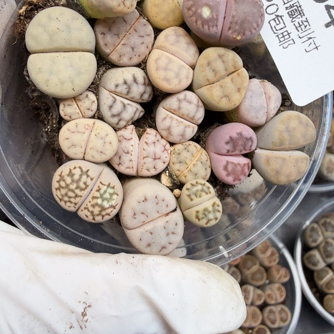 是因为他们没有勇气离开164好