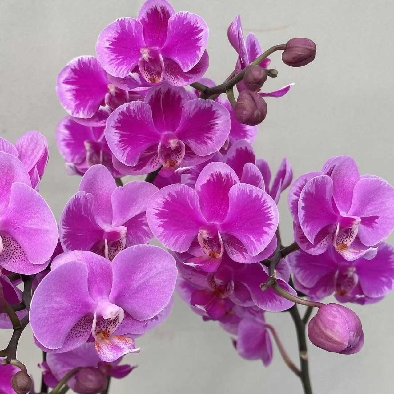 （满天星3-3）蝴蝶兰 花期长 拍两份组大盆