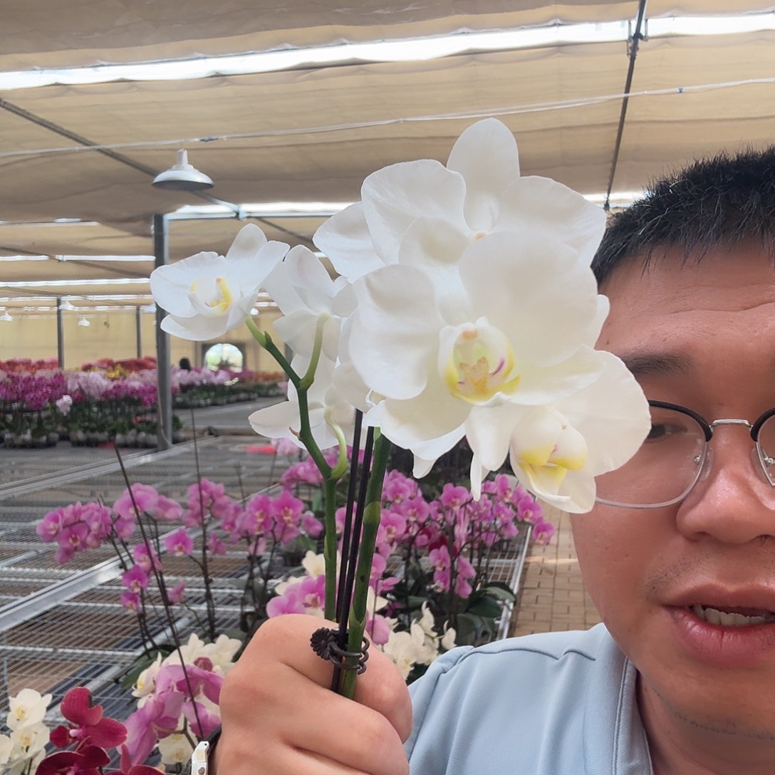 完全开放阿妈 无花苞3.5加大