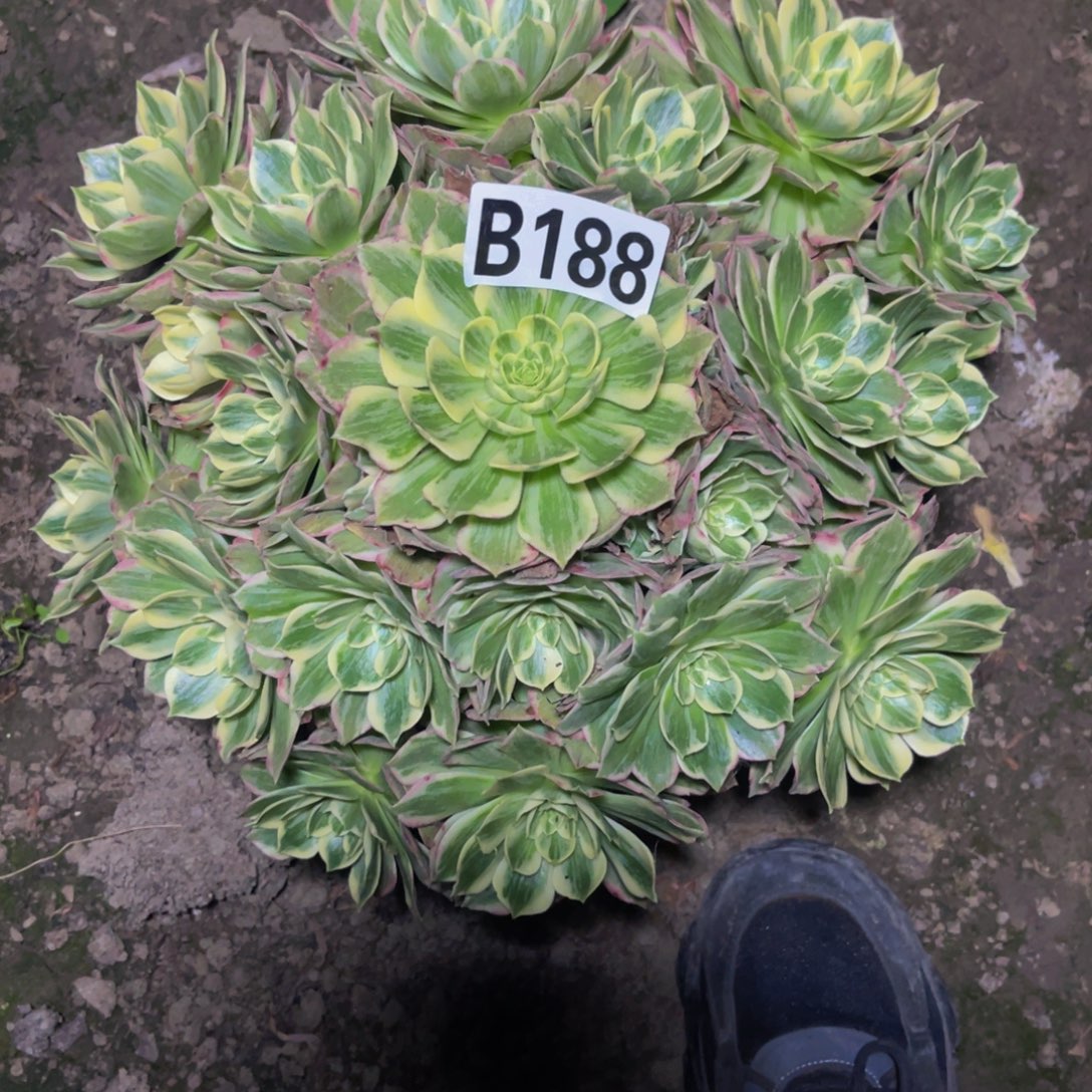 水蜜桃法师26///18包邮