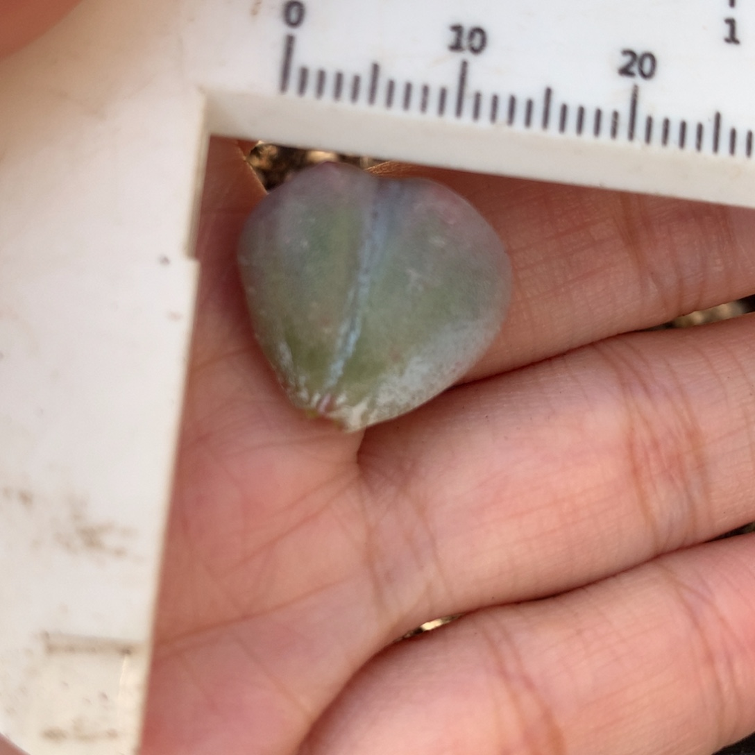 锦基因米可奶叶片 不凑满28元发一片叶 不售后 到付