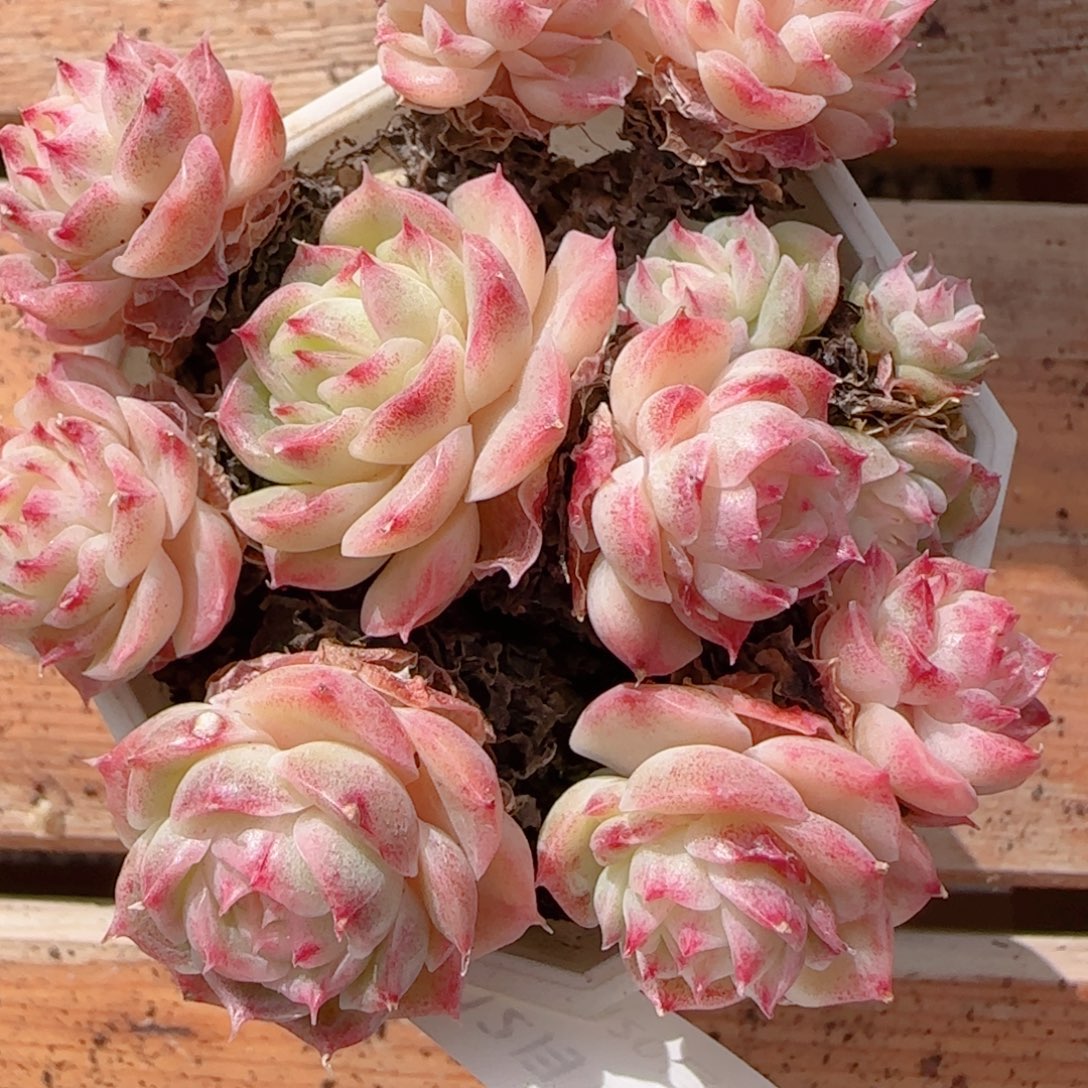 花语多肉1210-149散