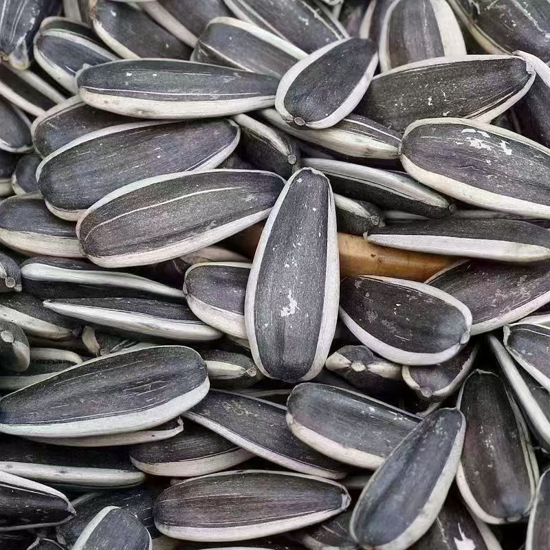 内蒙古大颗粒原味熟瓜子新鲜炒制美味可口的炒货