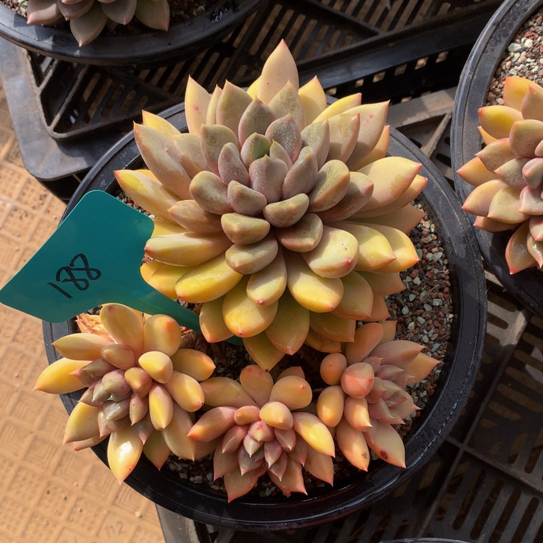 红象牙uwuwuwuwuwuuwwi