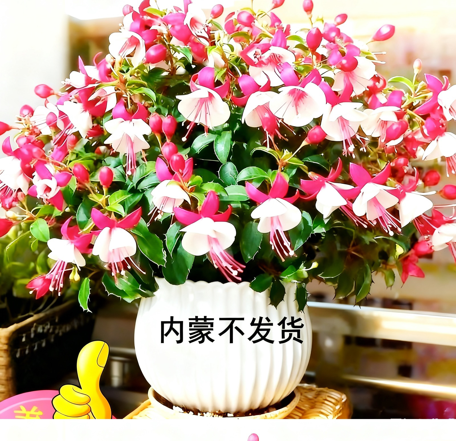 倒挂金钟花盆栽带花苞灯笼花重瓣花大苗四季开花卉阳台好养