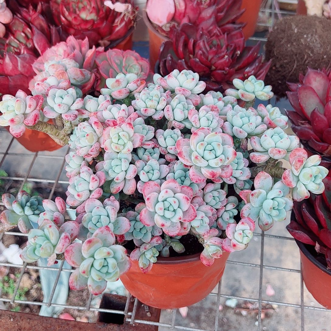 香香劳尔多头群生老桩